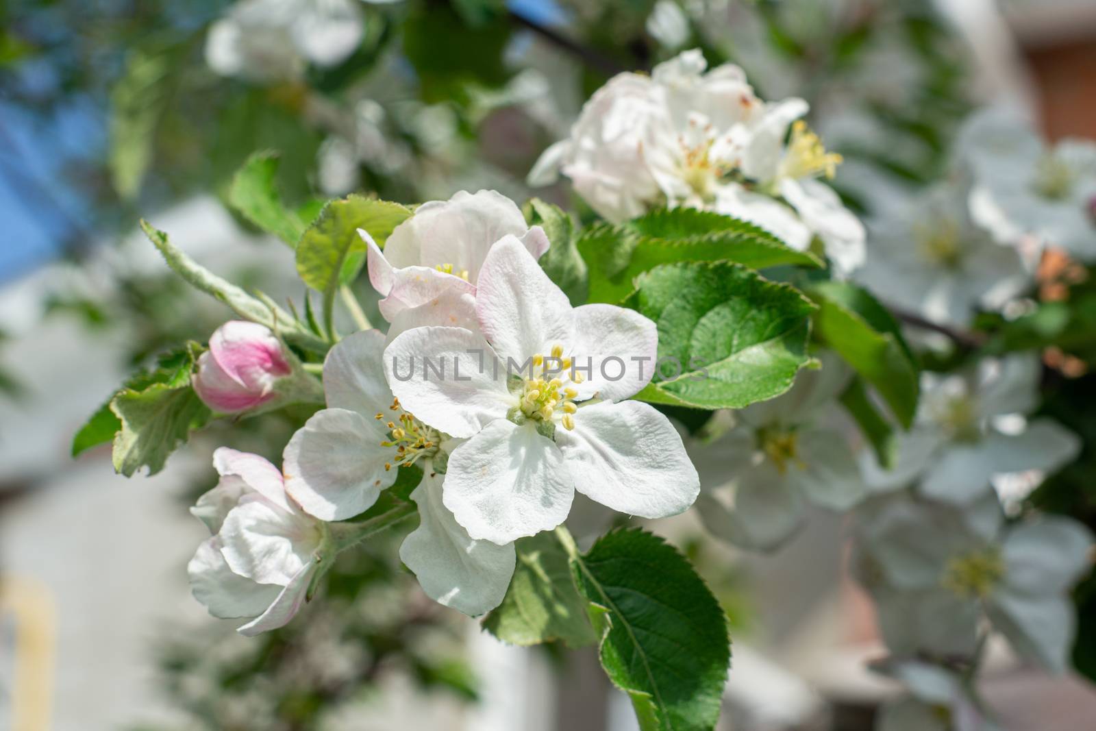 white apple blossoms close up on the outdoor   by Serhii_Voroshchuk