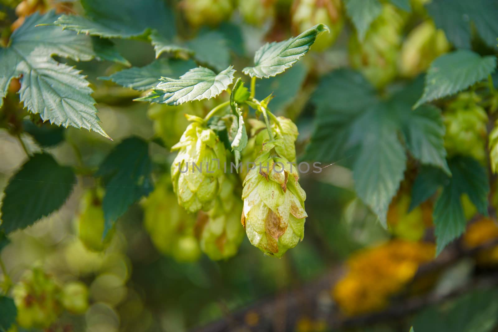 Green hops for beer and bread production by Serhii_Voroshchuk