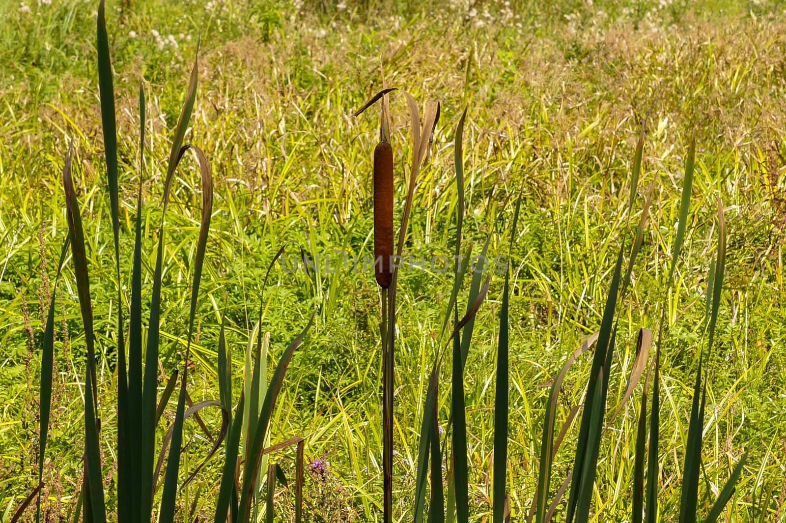 Overgrown reeds on a background of green and yellow grass by Serhii_Voroshchuk