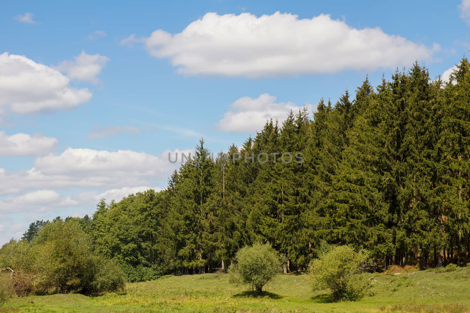 Green pine forest on a background of blue sky