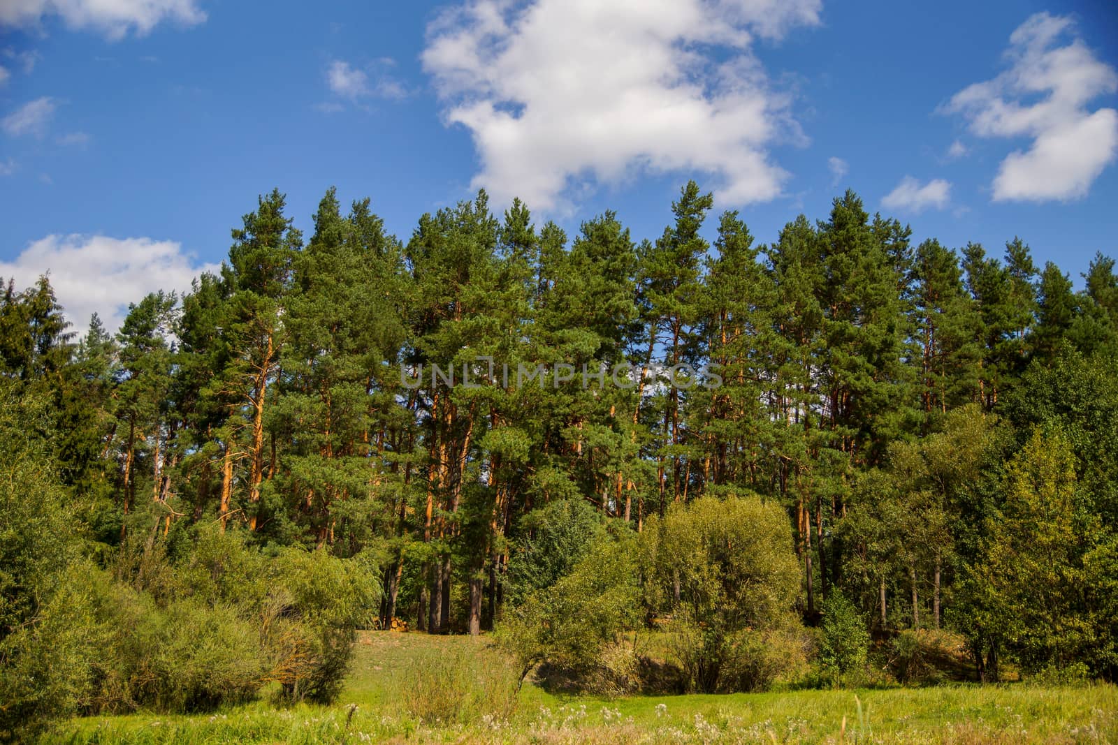 Green pine forest on a background of blue sky. sunlight