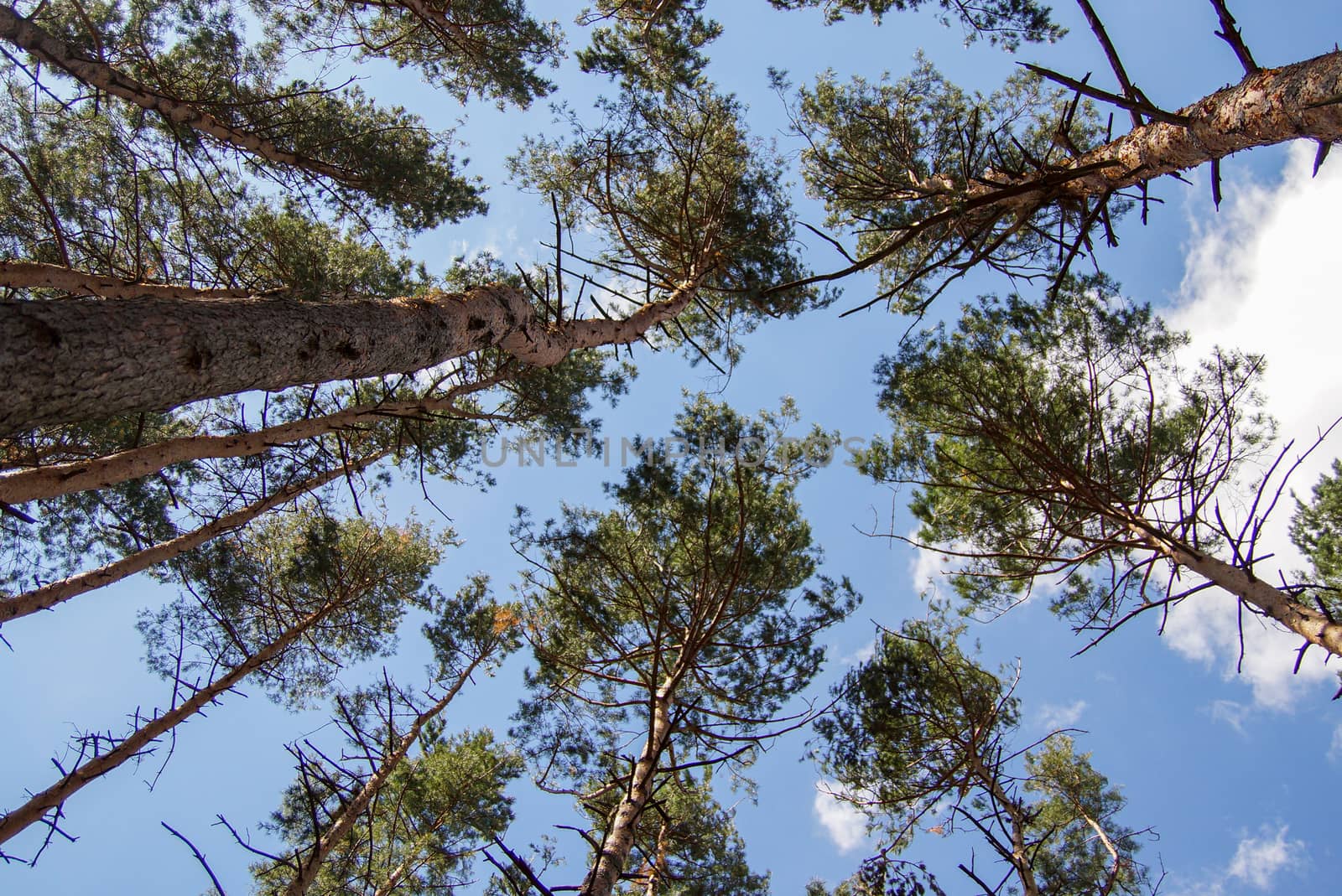 Pines in the forest photographed from the bottom up on a background of blue sky