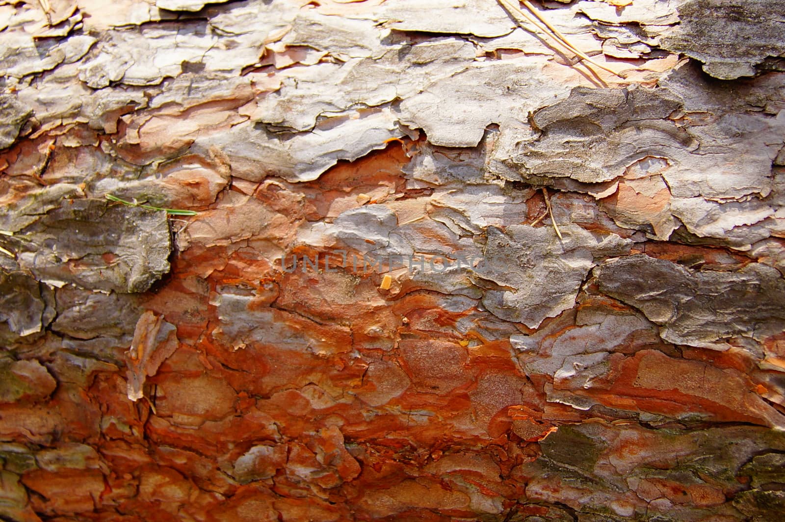 Texture. Peeled red pine bark by Serhii_Voroshchuk