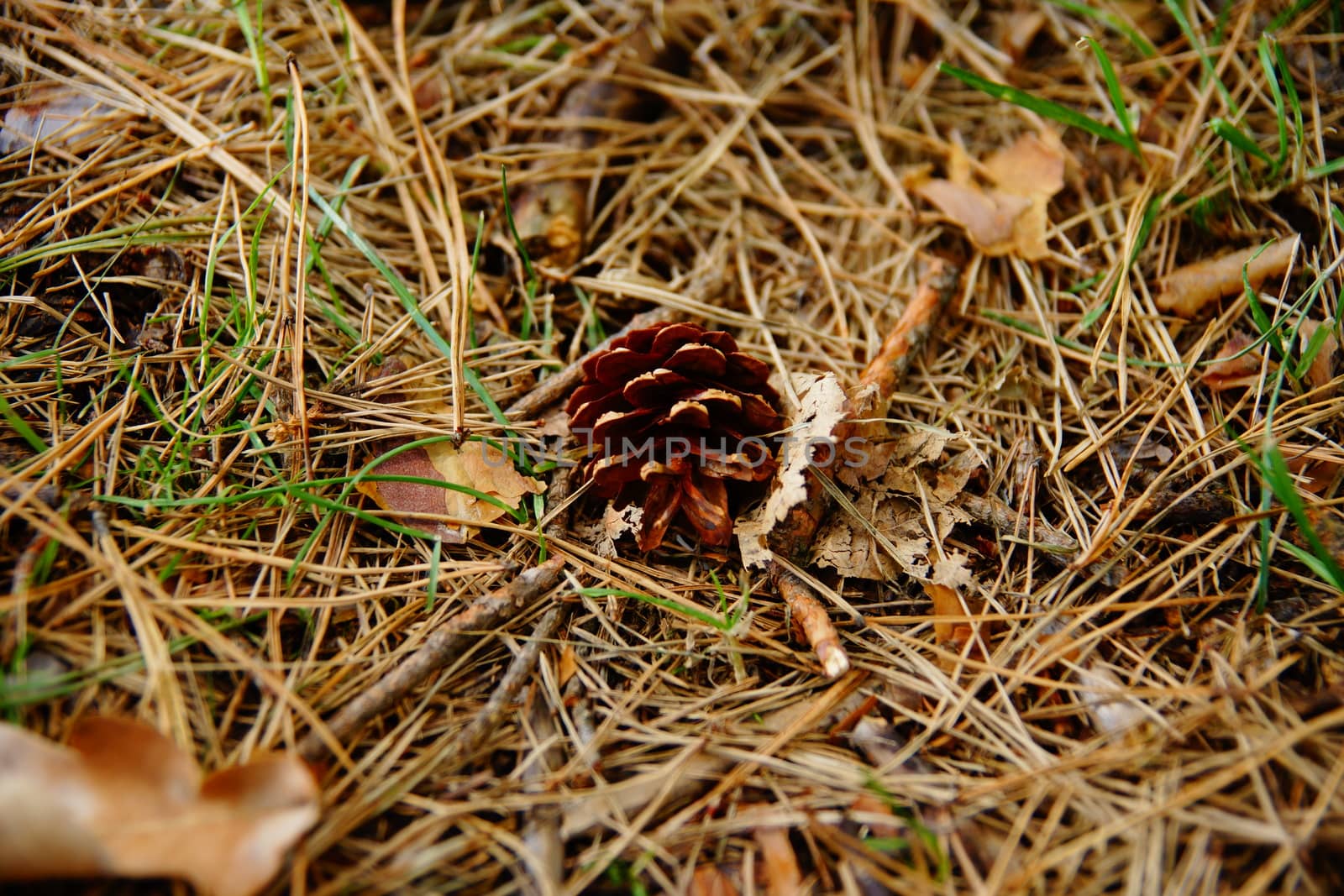 A small old cone lies on the branches by Serhii_Voroshchuk