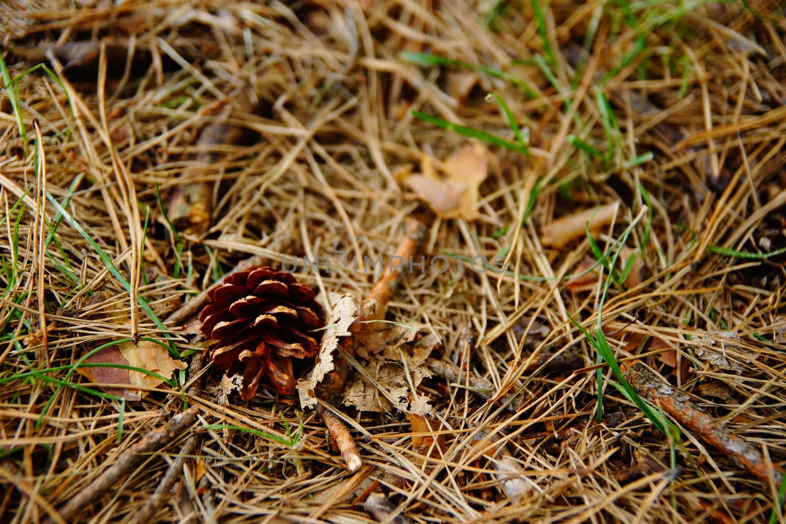 A small old cone lies on the branches