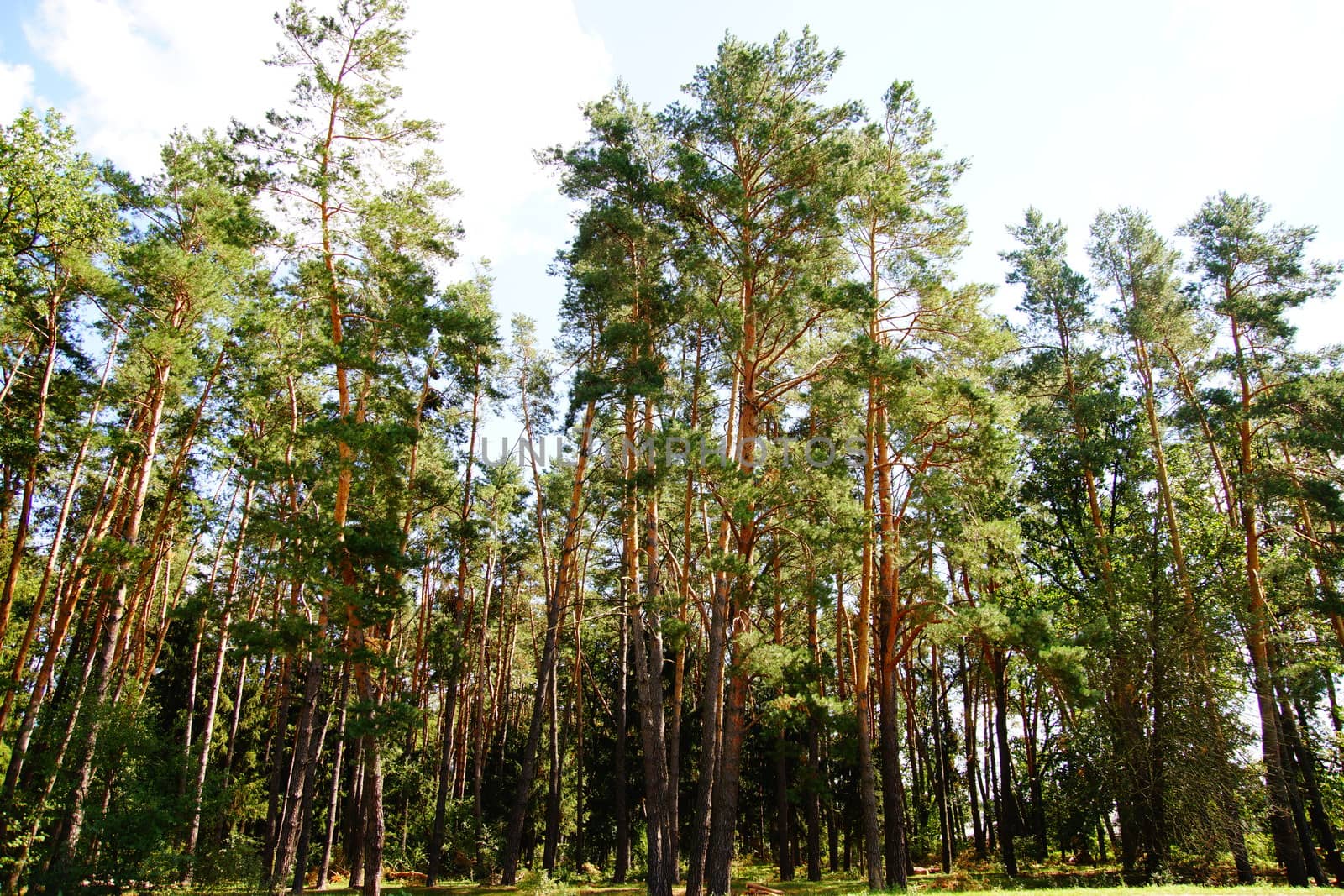 Green pine forest on a background of blue sky