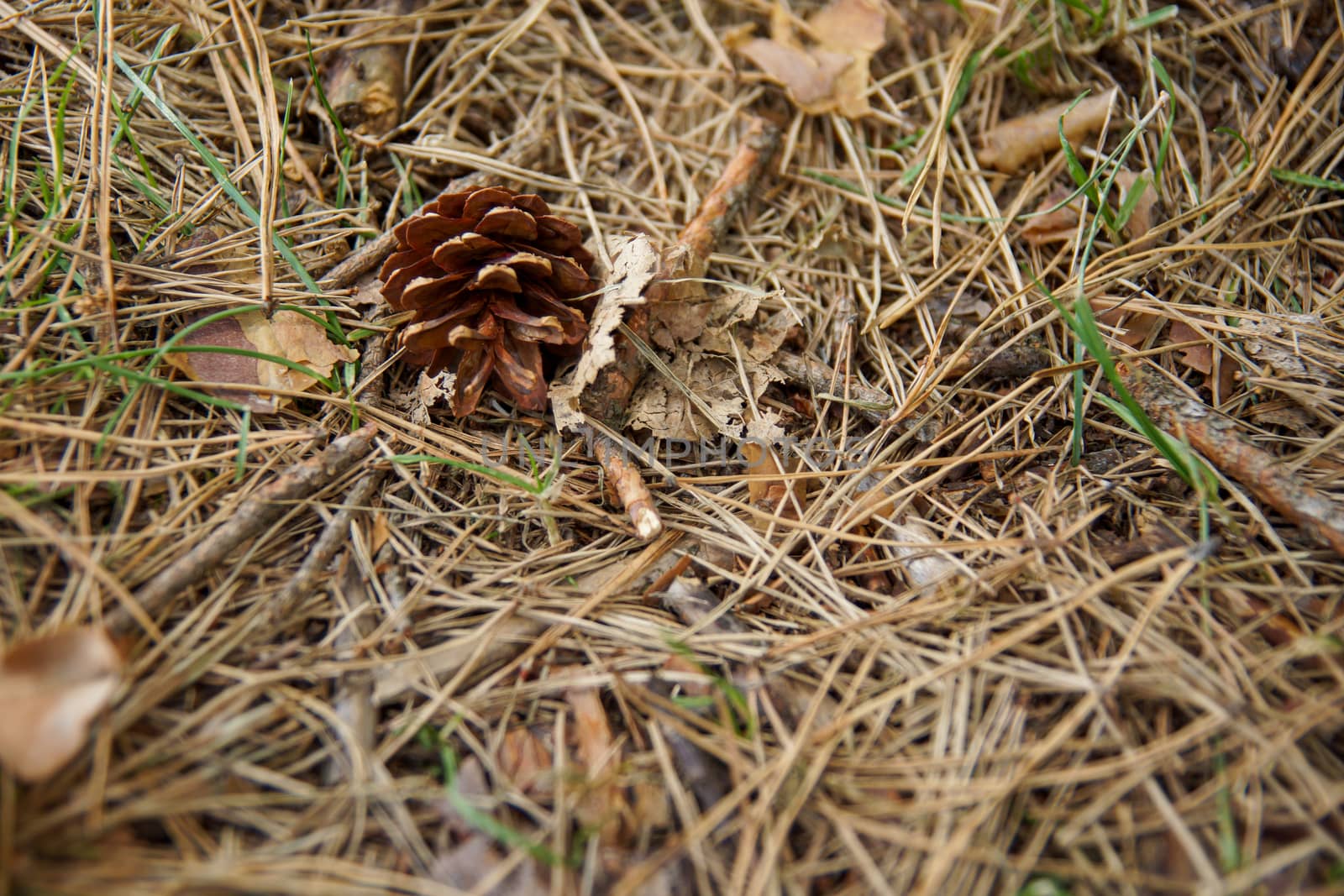 A small old cone lies on the branches by Serhii_Voroshchuk