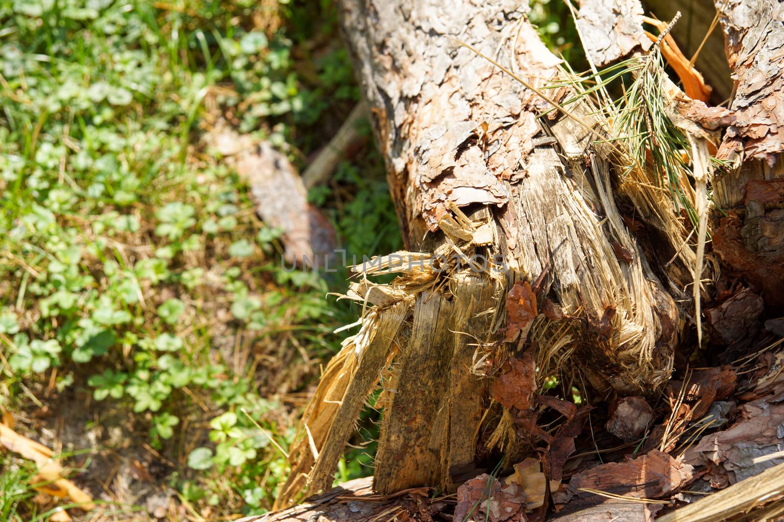 the old tree is broken, fallen and lying on the green grass by Serhii_Voroshchuk