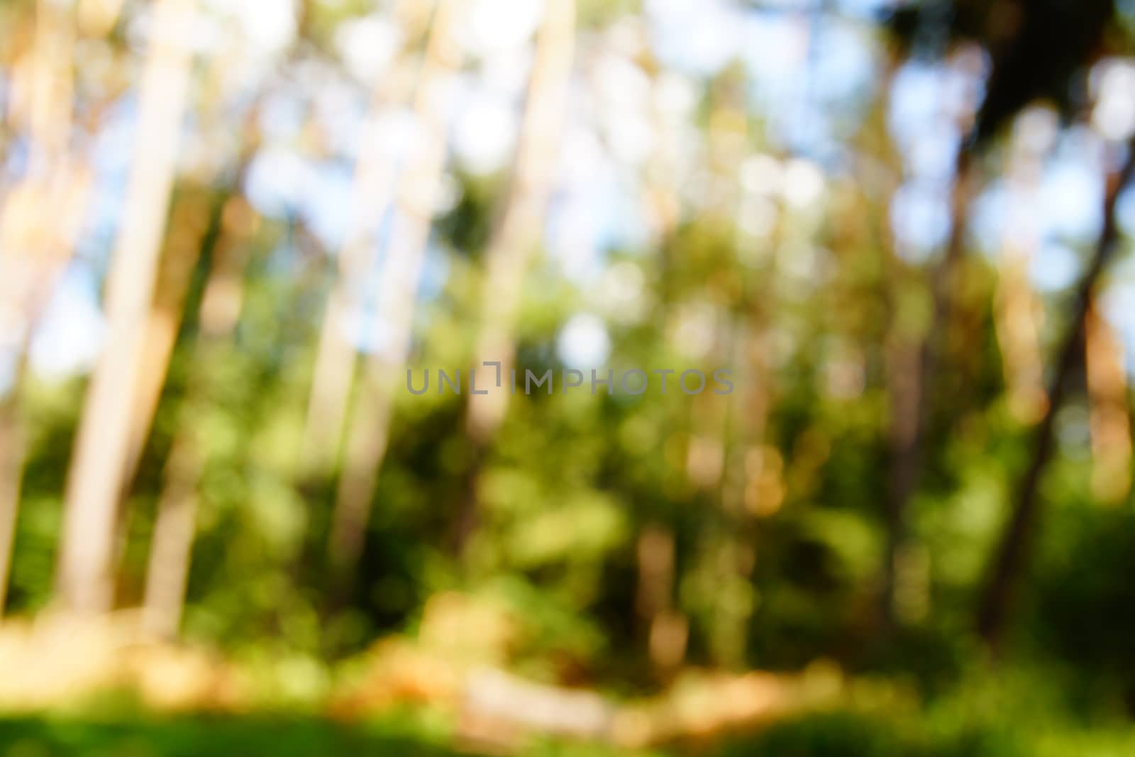 beautiful green blurred background of trees in the forest. Soft focus by Serhii_Voroshchuk