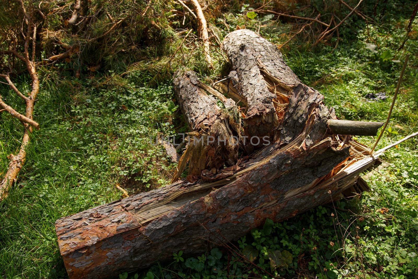 the old tree is broken, fallen and lying on the green grass by Serhii_Voroshchuk