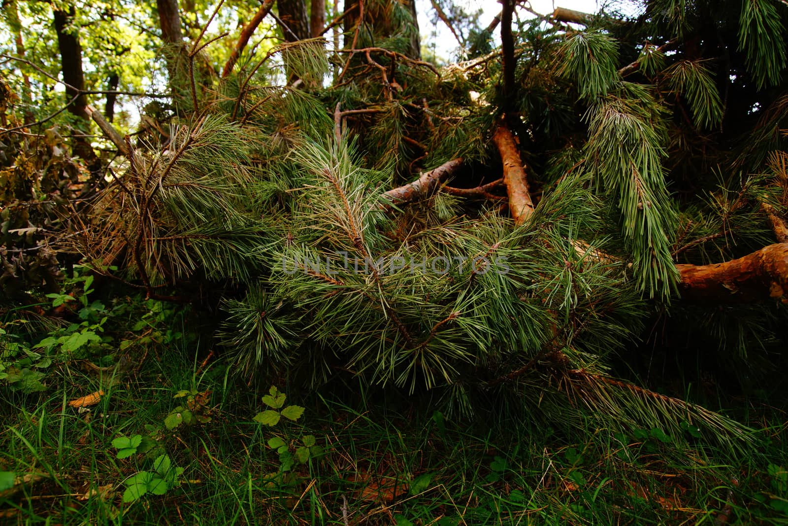 dry pine branches lie on the ground by Serhii_Voroshchuk