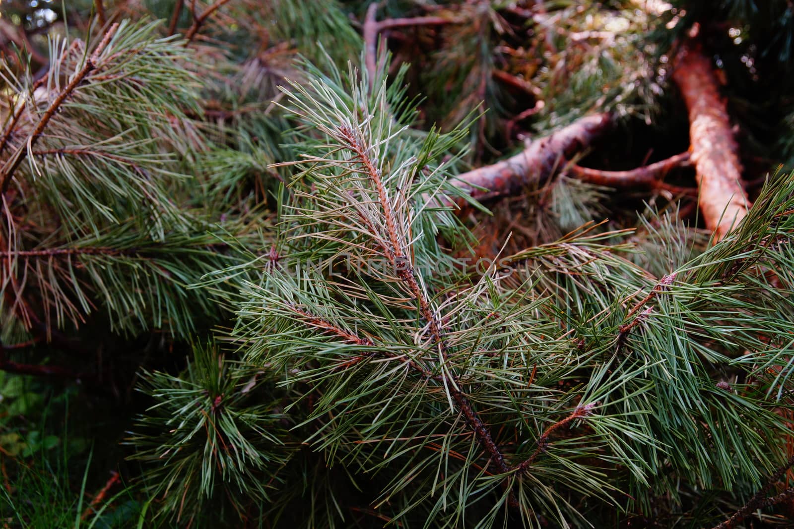 dry pine branches lie on the ground