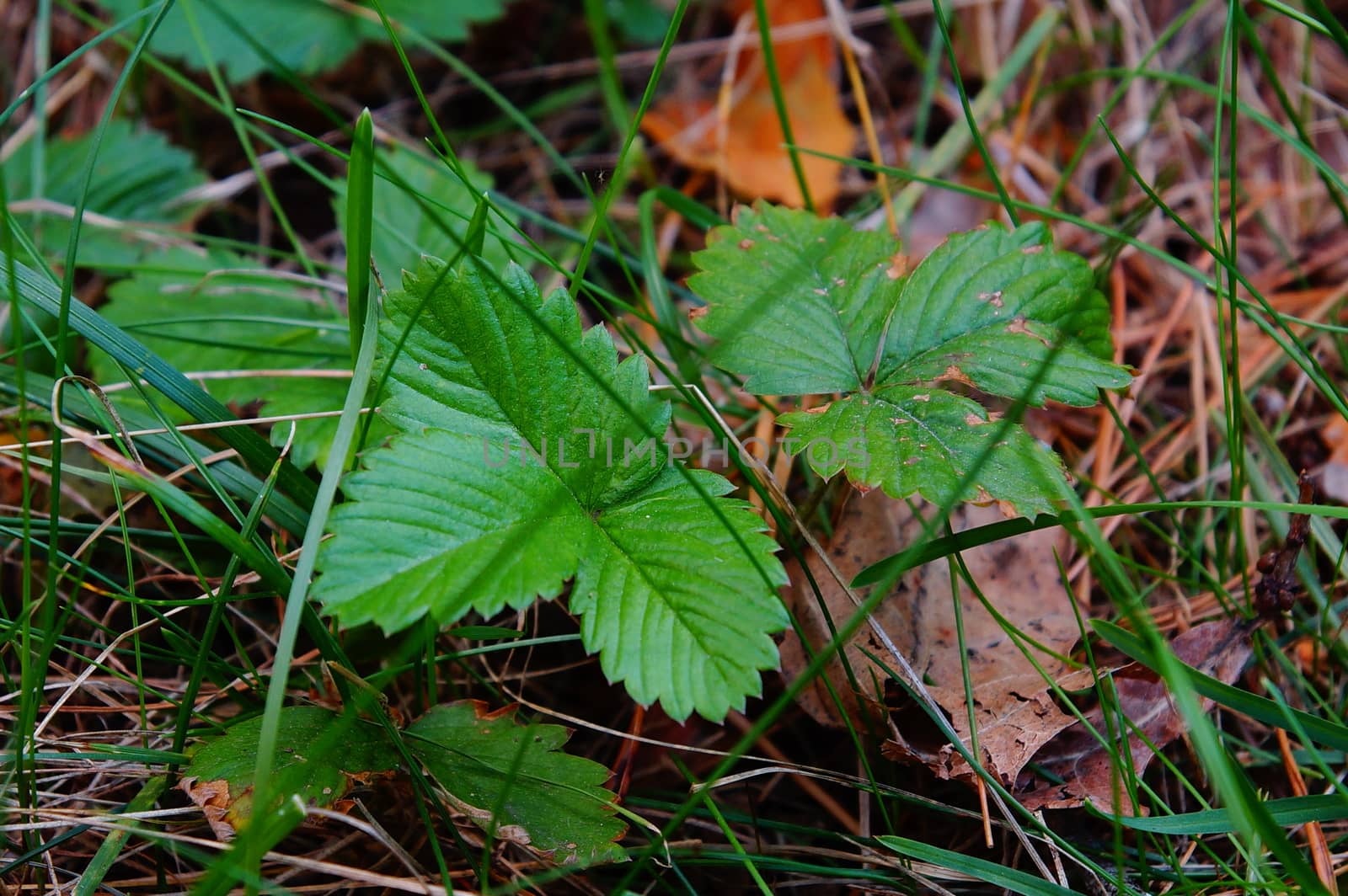 strawberries grow in the forest of thick yellow-green grass       by Serhii_Voroshchuk