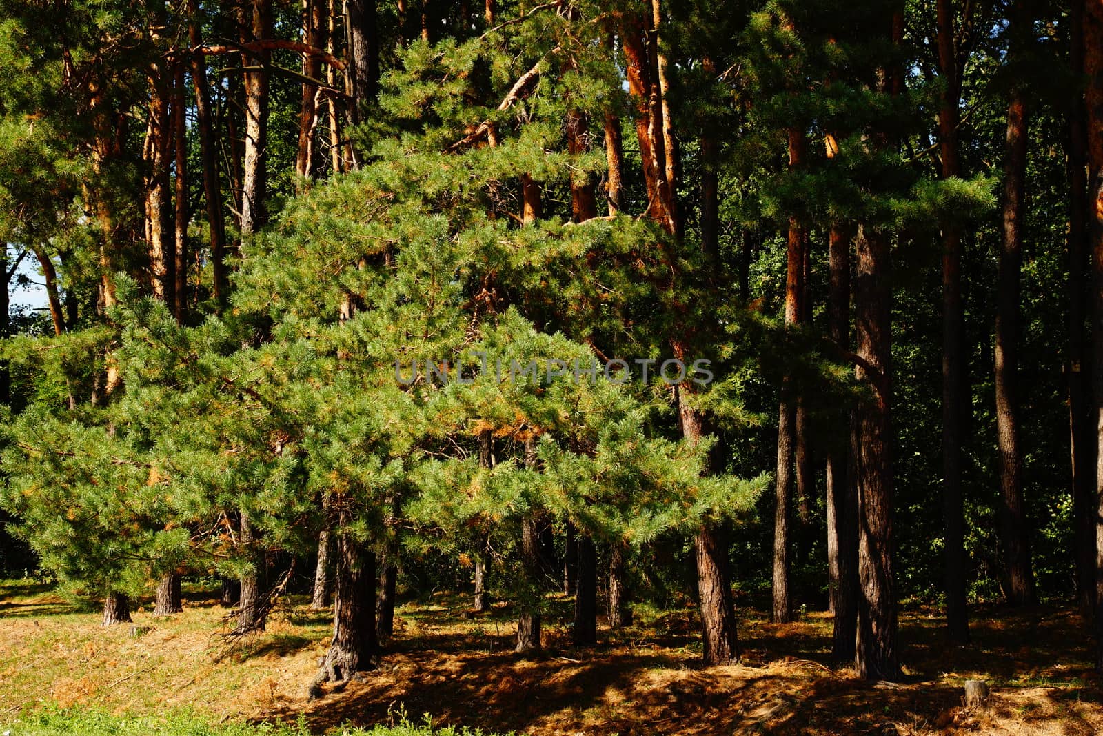 Green pine forest. The sun shines brightly on the branches of a young pine