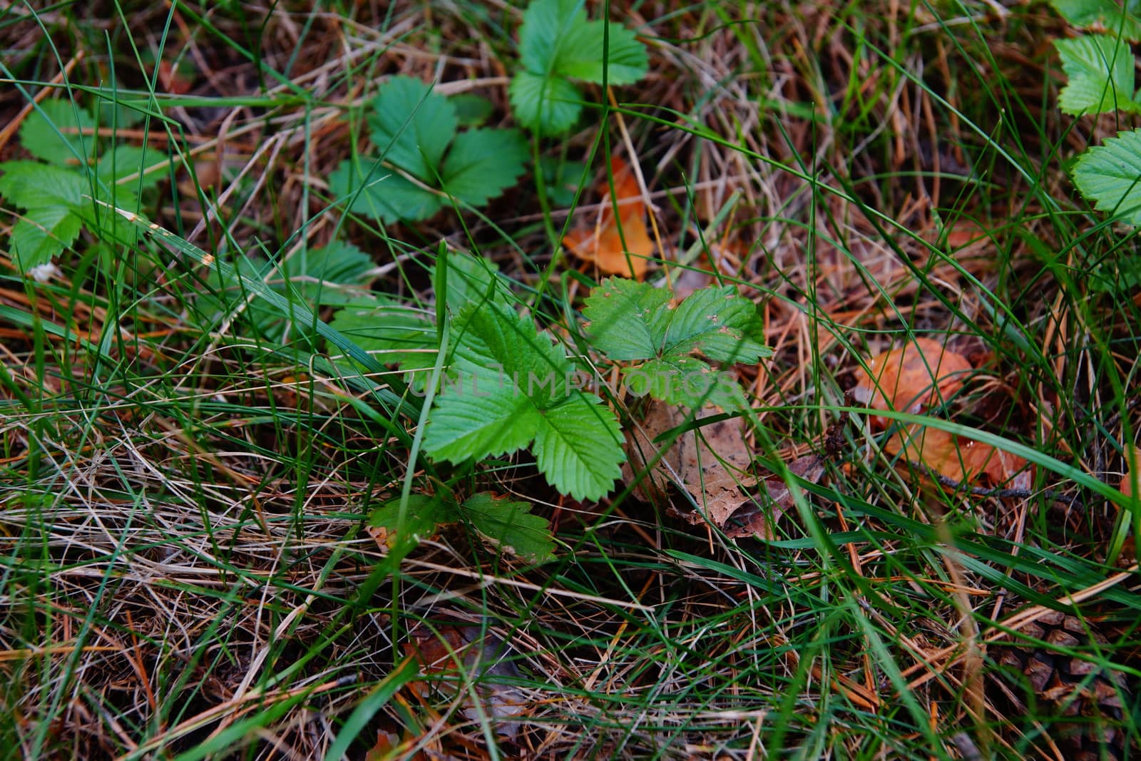 strawberries grow in the forest of thick yellow-green grass by Serhii_Voroshchuk