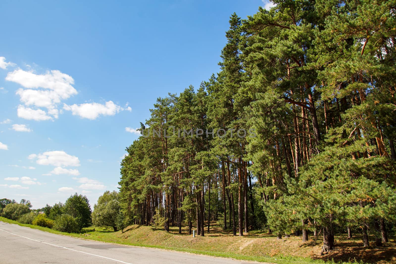 Green pine forest on a background of blue sky by Serhii_Voroshchuk