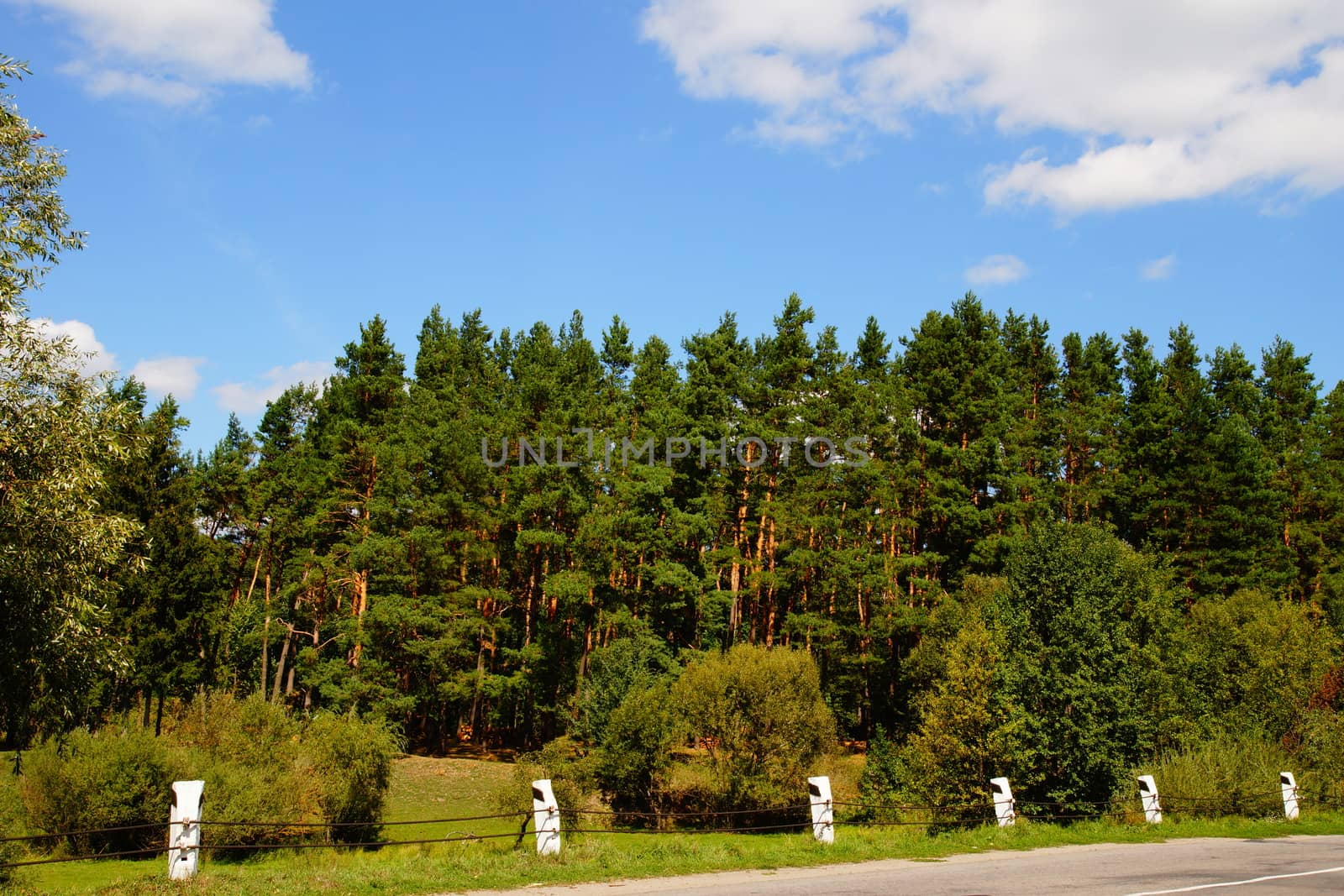 Beautiful pine trees on background high mountains by Serhii_Voroshchuk