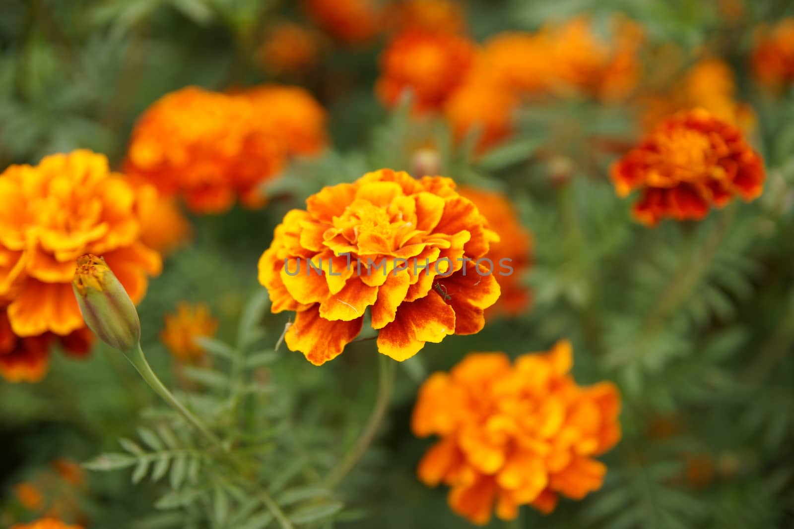 Marigolds in the flowerbed bloomed beautifully. Bright flowers on a green background