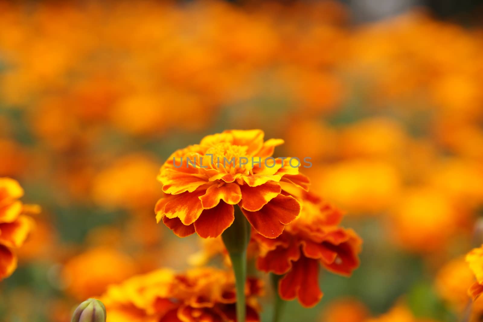 Marigolds in the flowerbed bloomed beautifully. Bright flowers on a green background