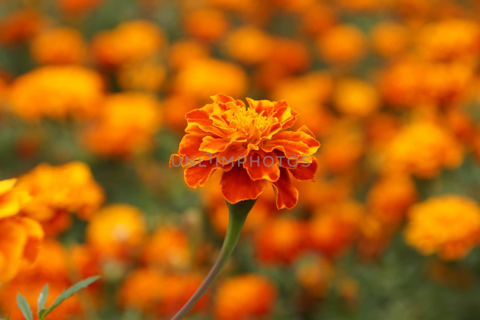 Marigolds in the flowerbed bloomed beautifully by Serhii_Voroshchuk