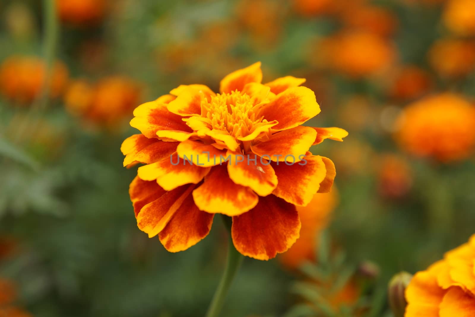 Marigolds in the flowerbed bloomed beautifully by Serhii_Voroshchuk