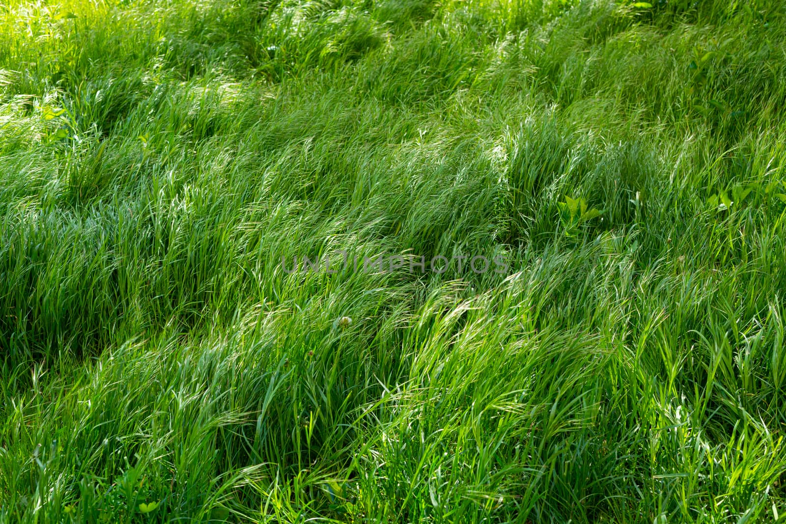 Background of young, large and lush green grass