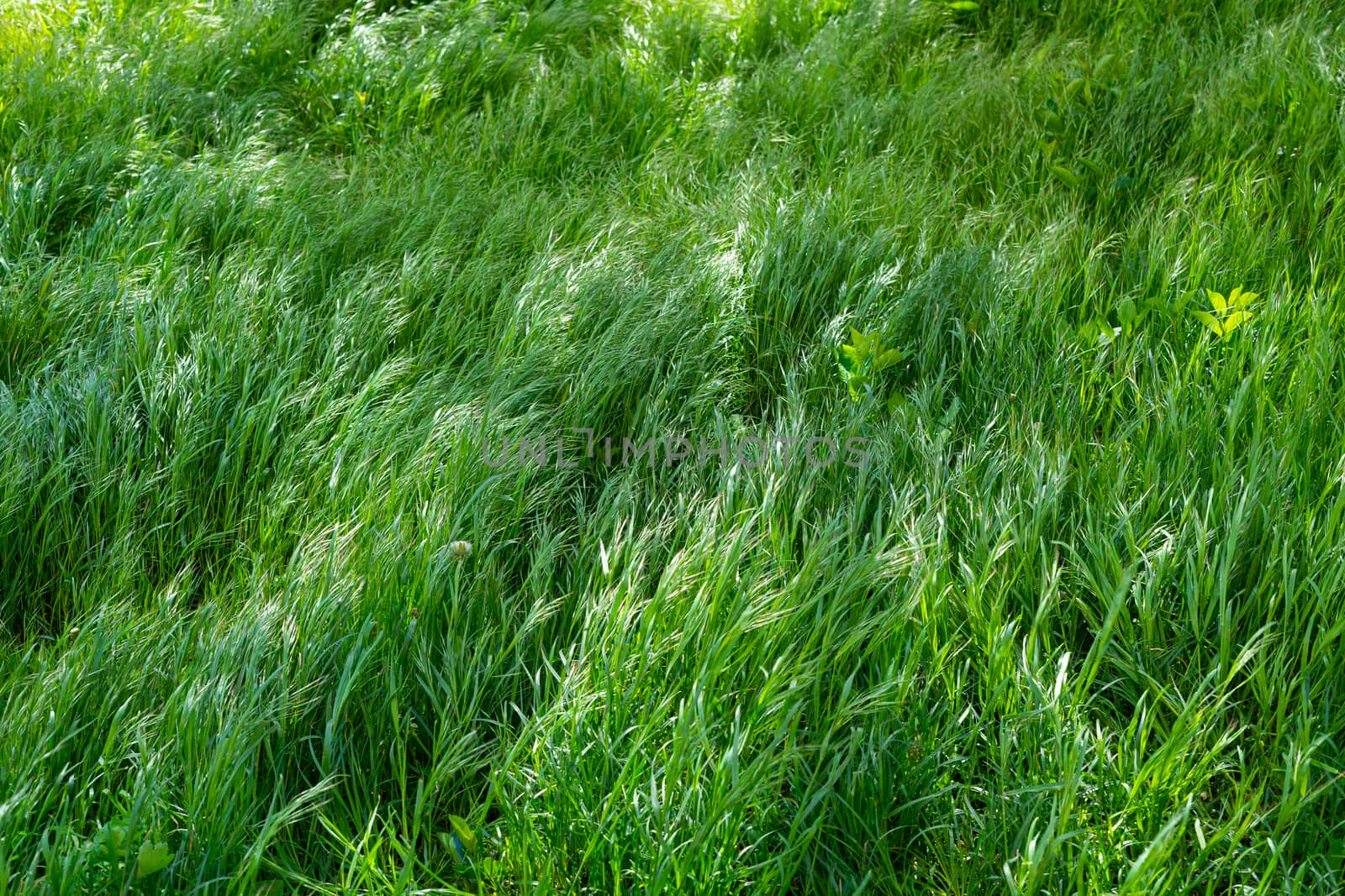 Background of young, large and lush green grass by Serhii_Voroshchuk