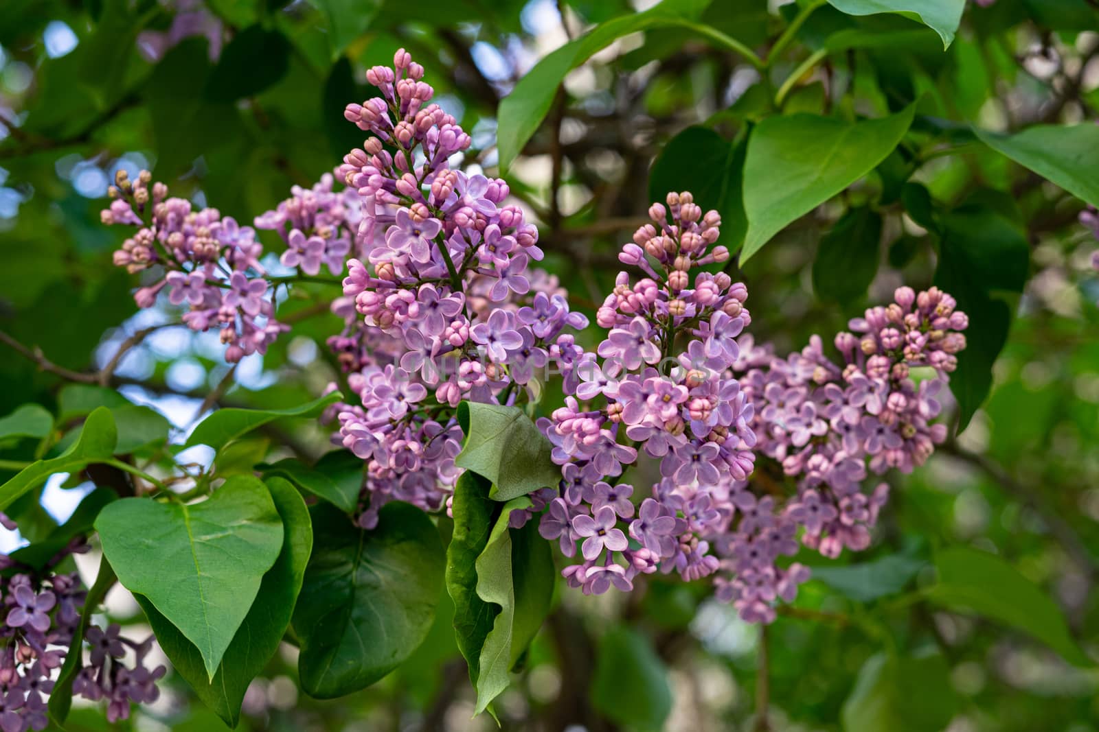 Beautiful purple lilac on a bush with green leaves. Flowers on the bushes