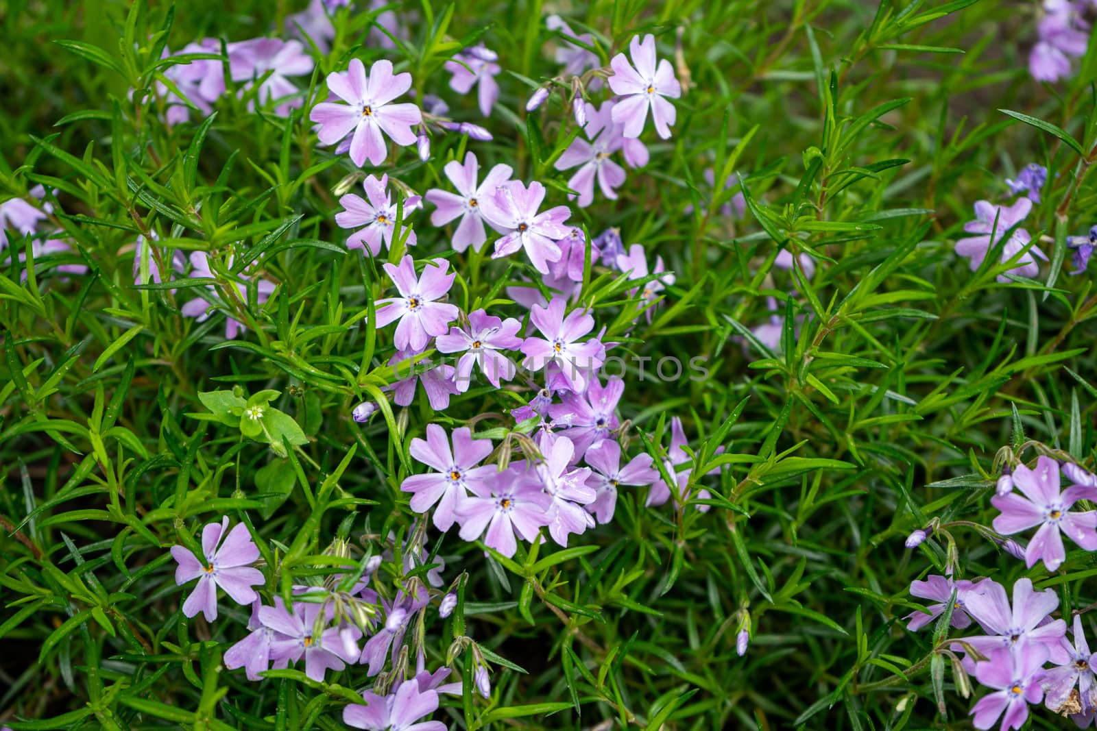 Small purple flowers with small green leaves by Serhii_Voroshchuk