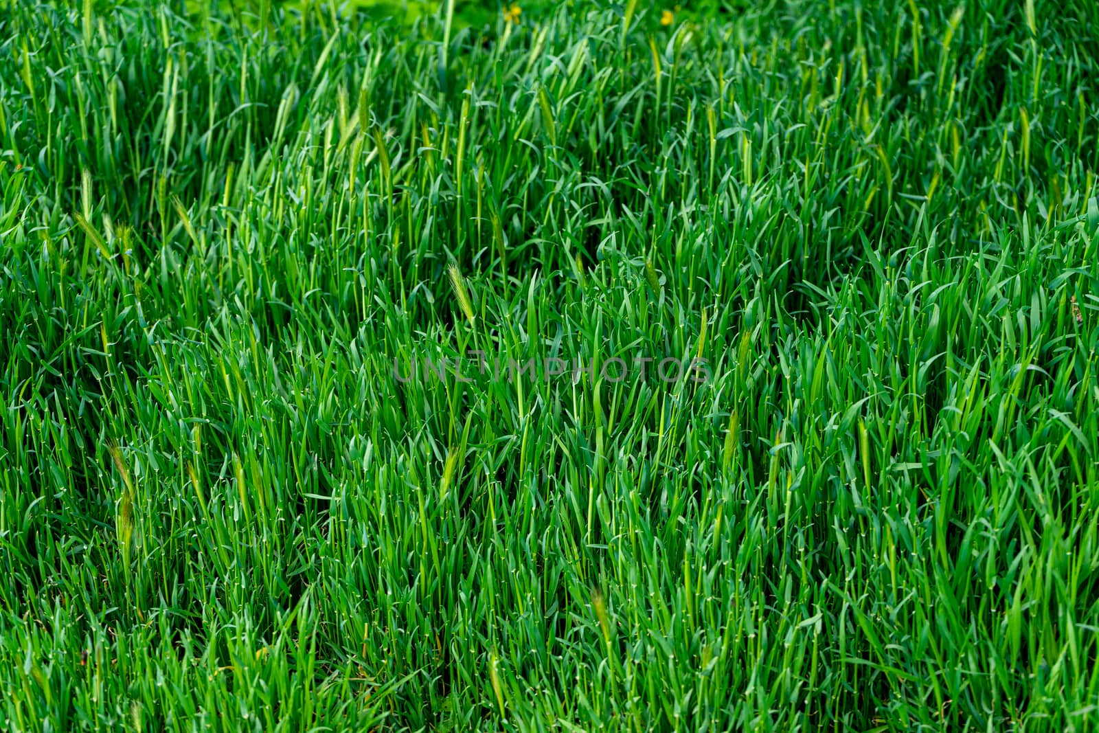 Background of young, large and lush green grass by Serhii_Voroshchuk