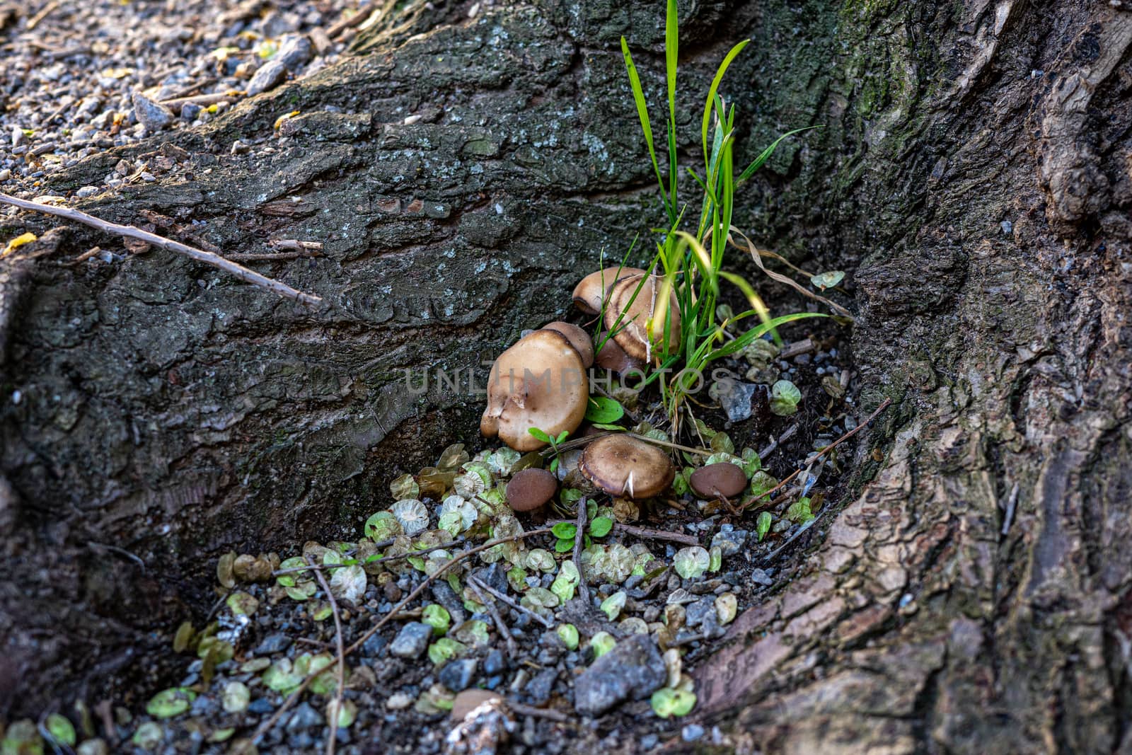 A family of mushrooms grows near the rhizome of the tree everywhere rubble