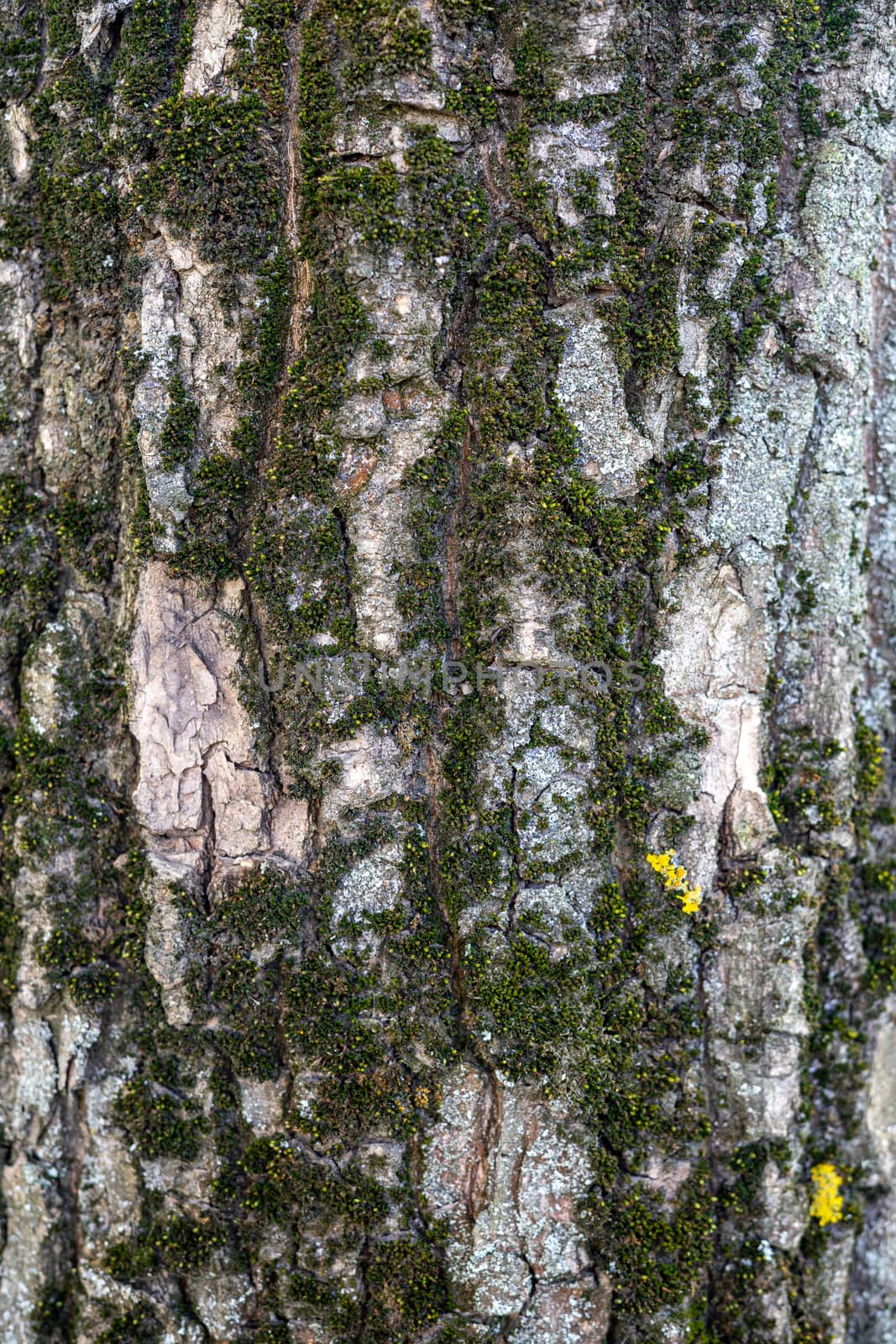 Brown peeled bark of an old tree. Old tree bark