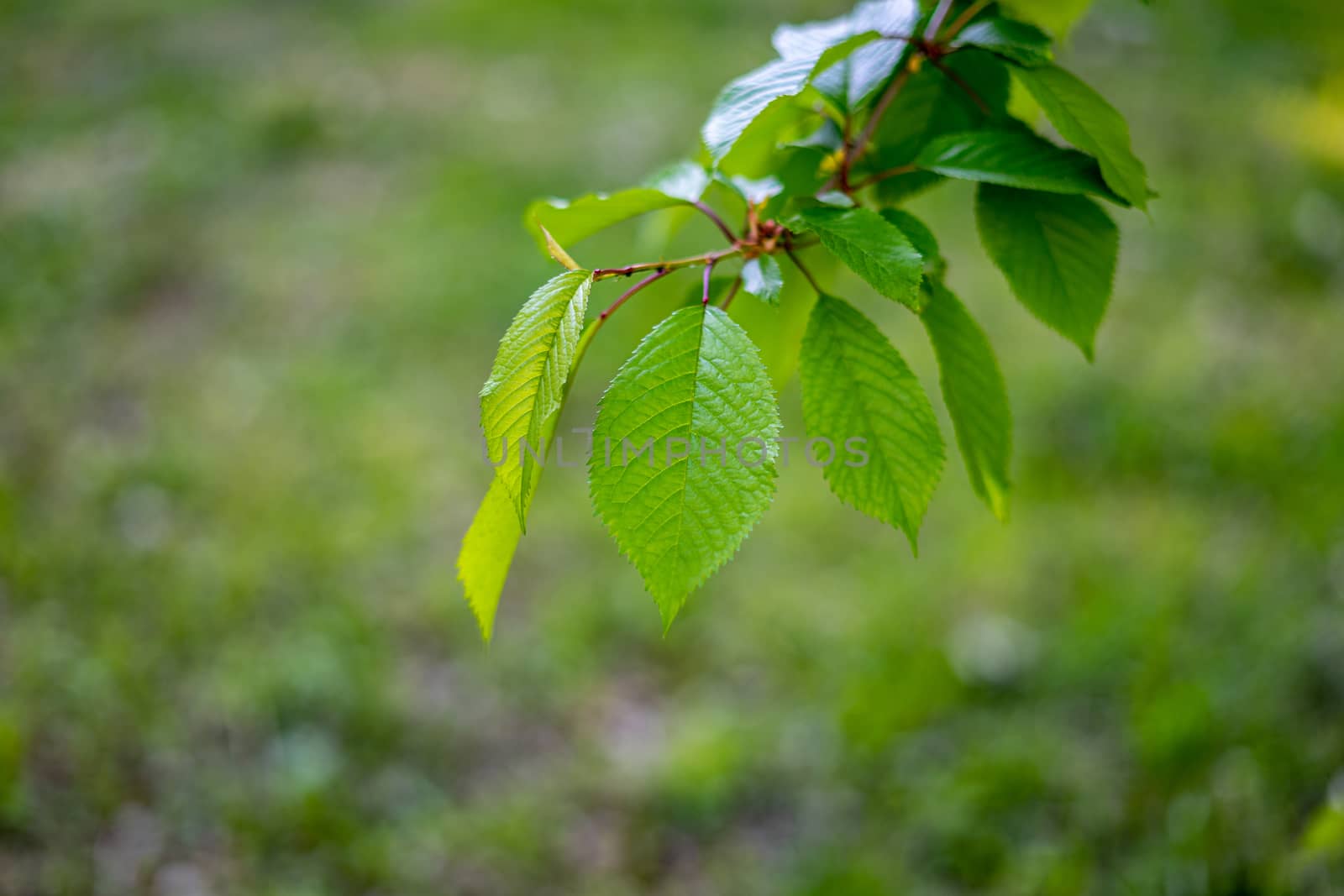 Cherry twig with a young leaf on a background of green grass by Serhii_Voroshchuk