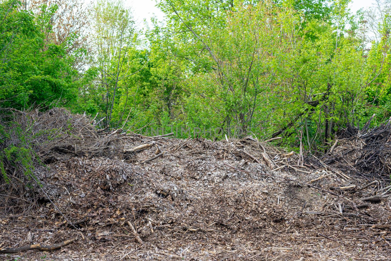 A big pile of garbage and last year's leaves in the protected area. Danger of fire in the park