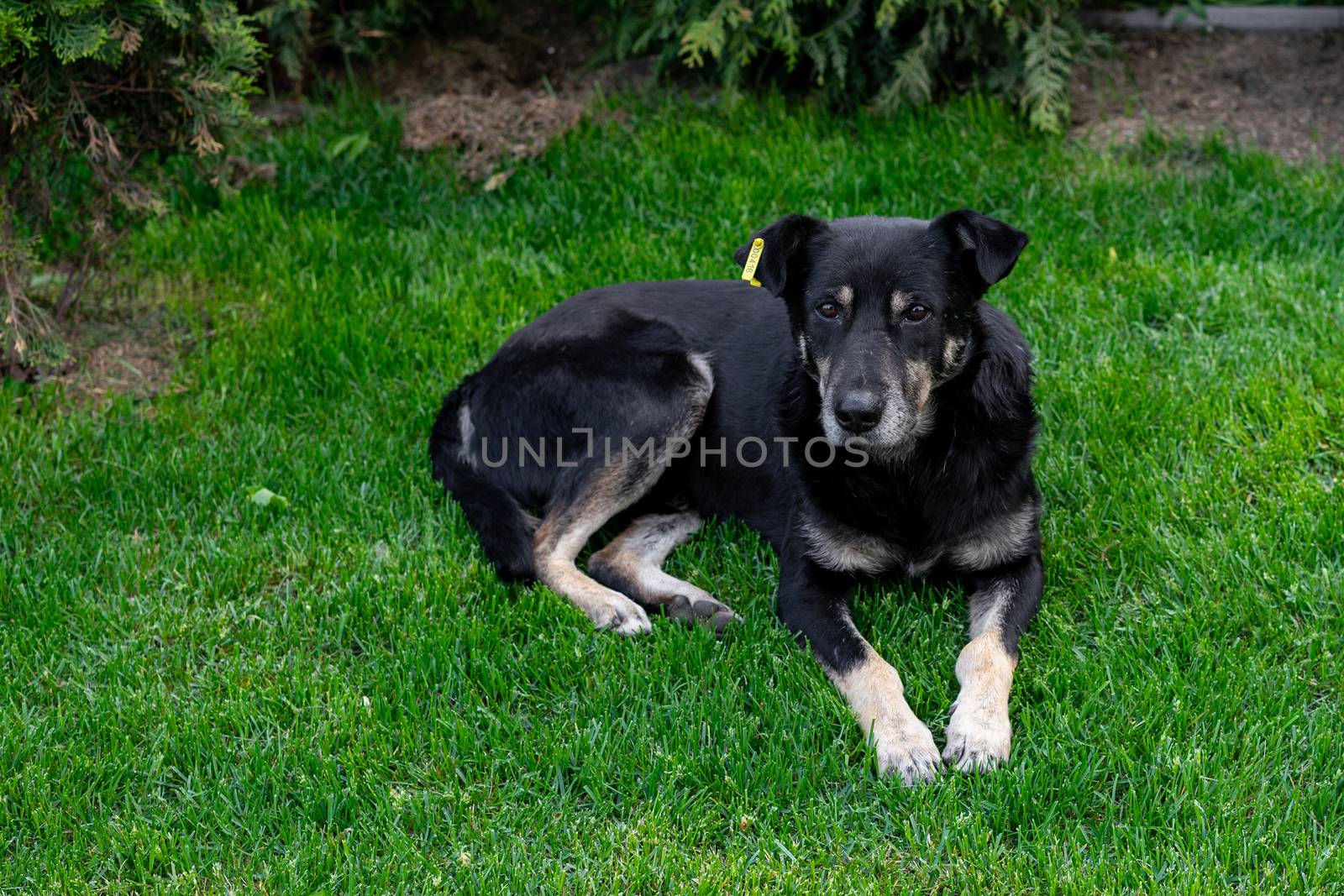 A stray dog lies on the green grass. The chipped dog is lying on the lawn. Sterilized dog