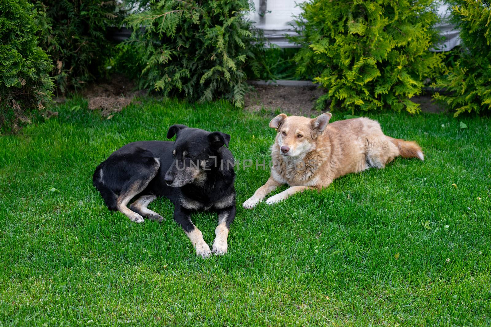 Two stray dogs lying on a green lawn. Sterilized dog with a mark on his ear