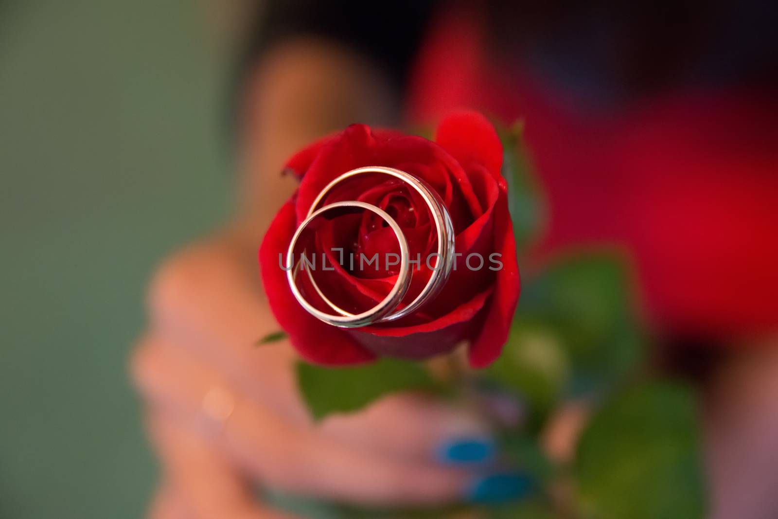 Wedding rings lie on a red rose. The girl holds a red rose. Close up