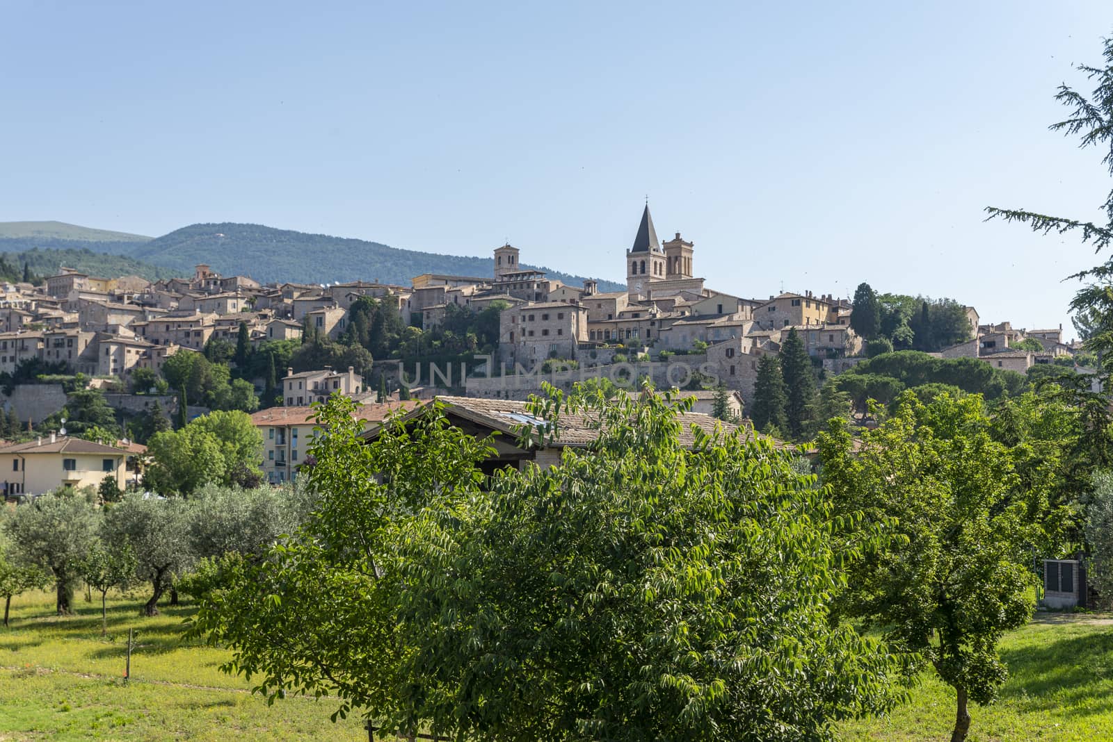 panorama of the country of spello province of perugia in a sunny summer day