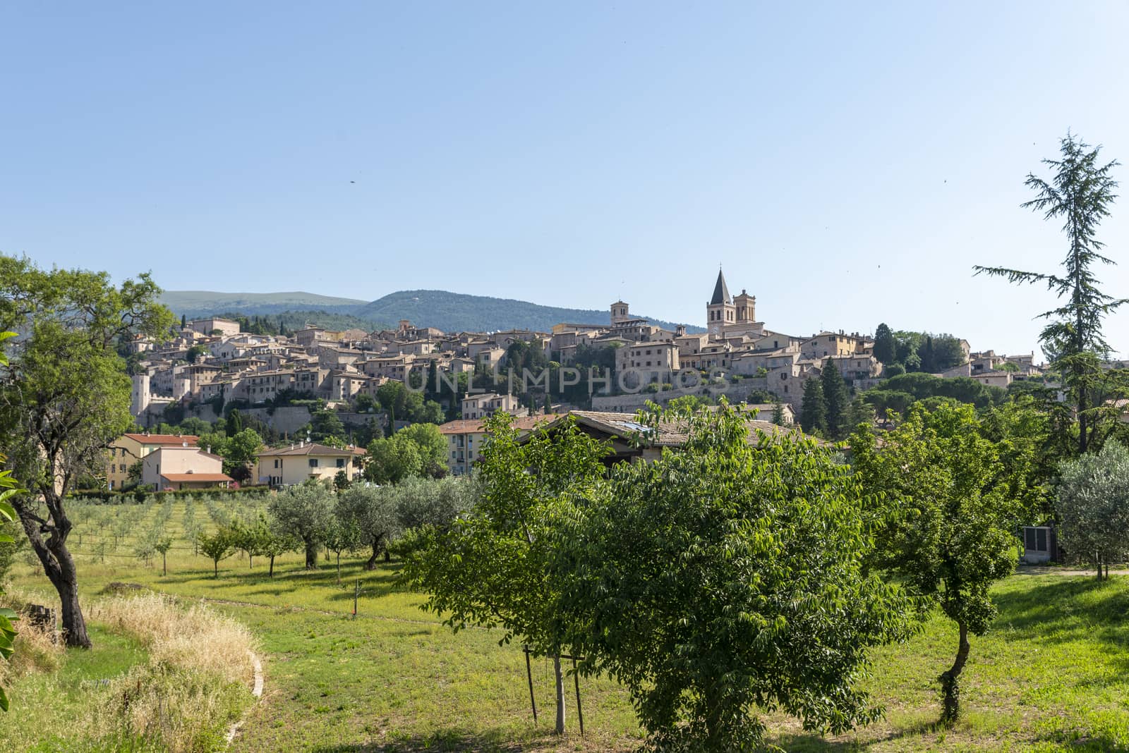 panorama of the country of spello province of perugia in a sunny summer day