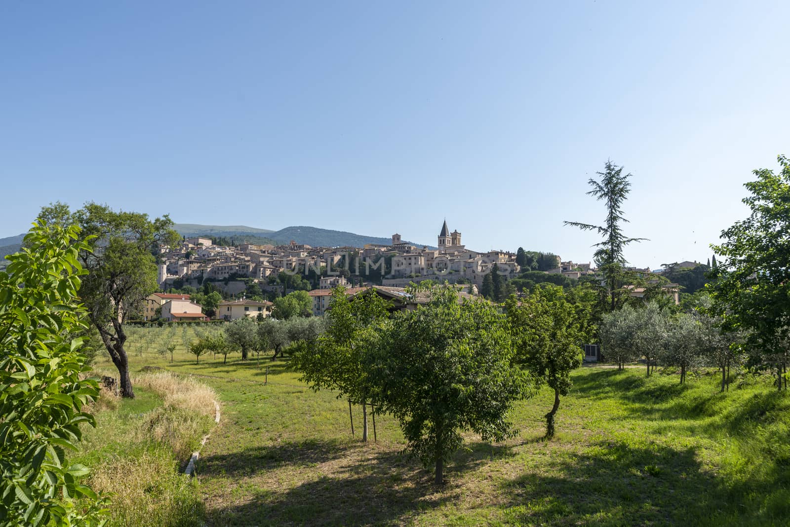 panorama of the country of spello province of perugia in a sunny summer day