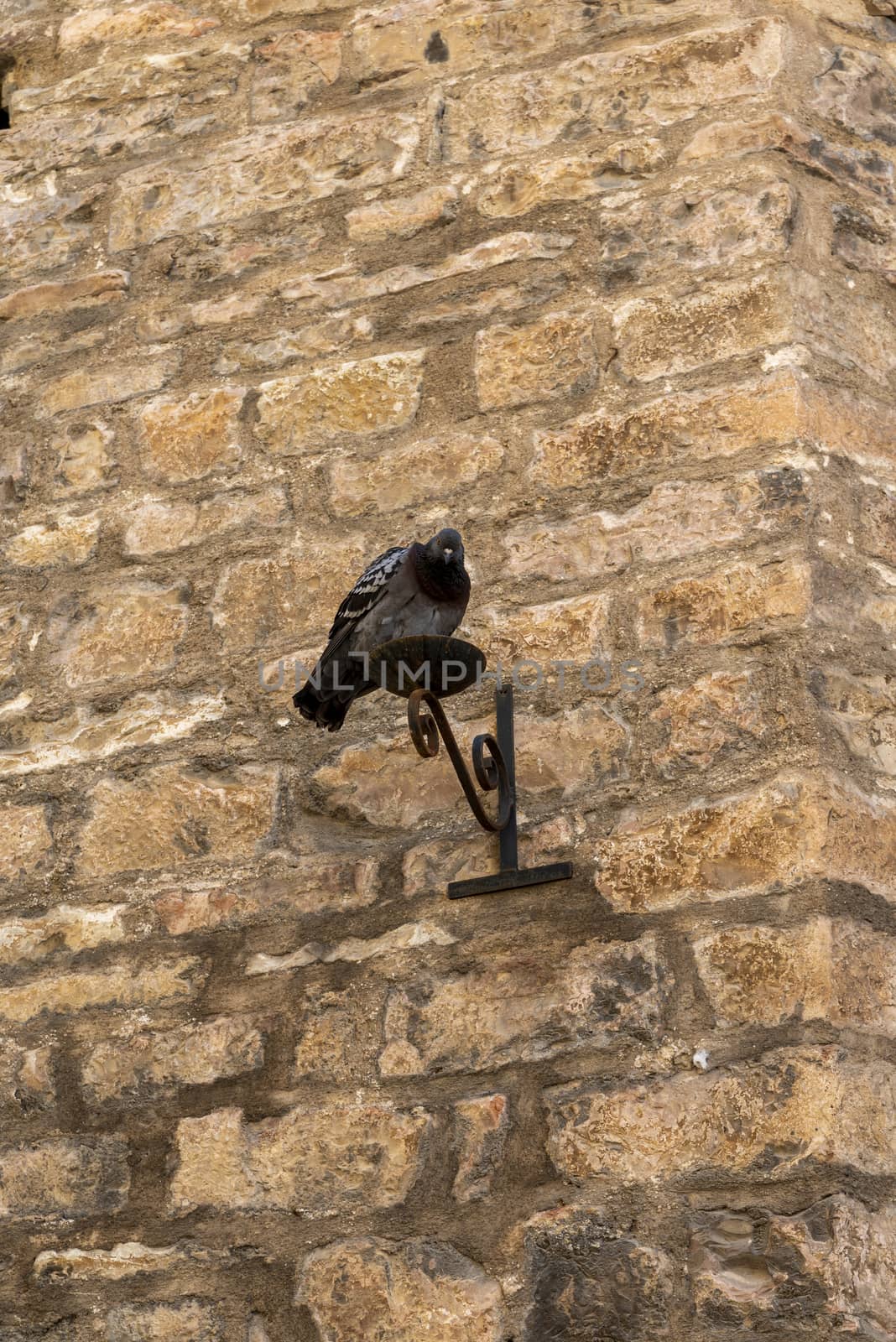 a pigeon placed on a lumiere in the country of spello