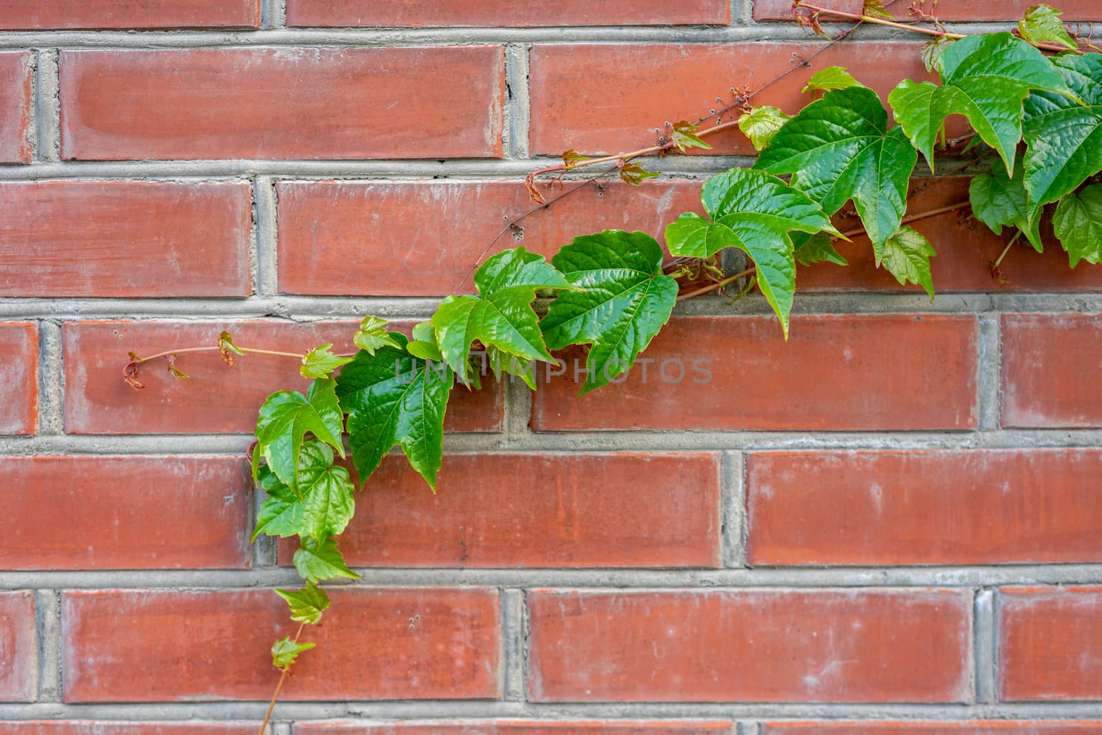 green branch of wild grapes on a brick wall