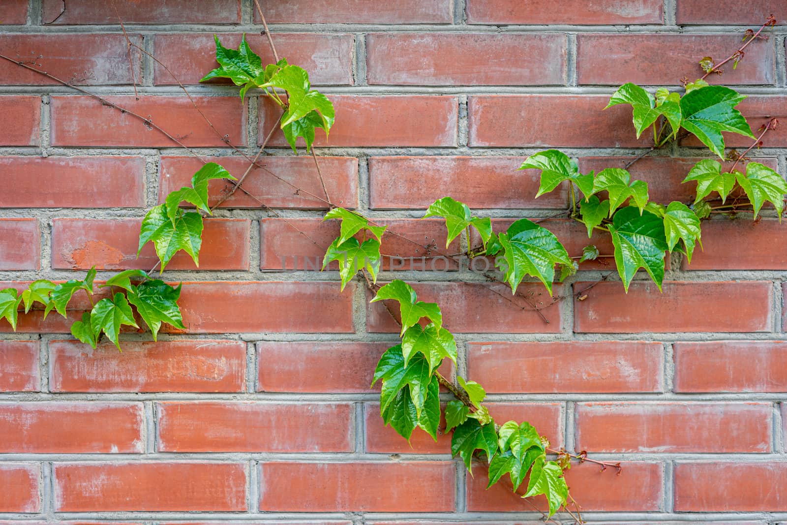 green branch of wild grapes on a brick wall by Serhii_Voroshchuk