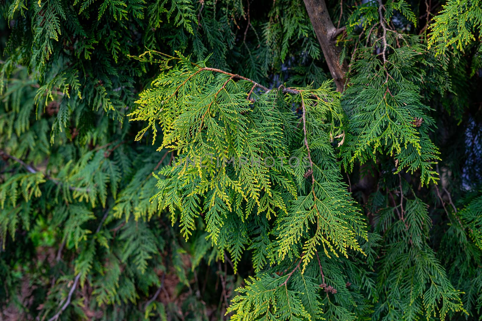 green branches of thuja tree close up