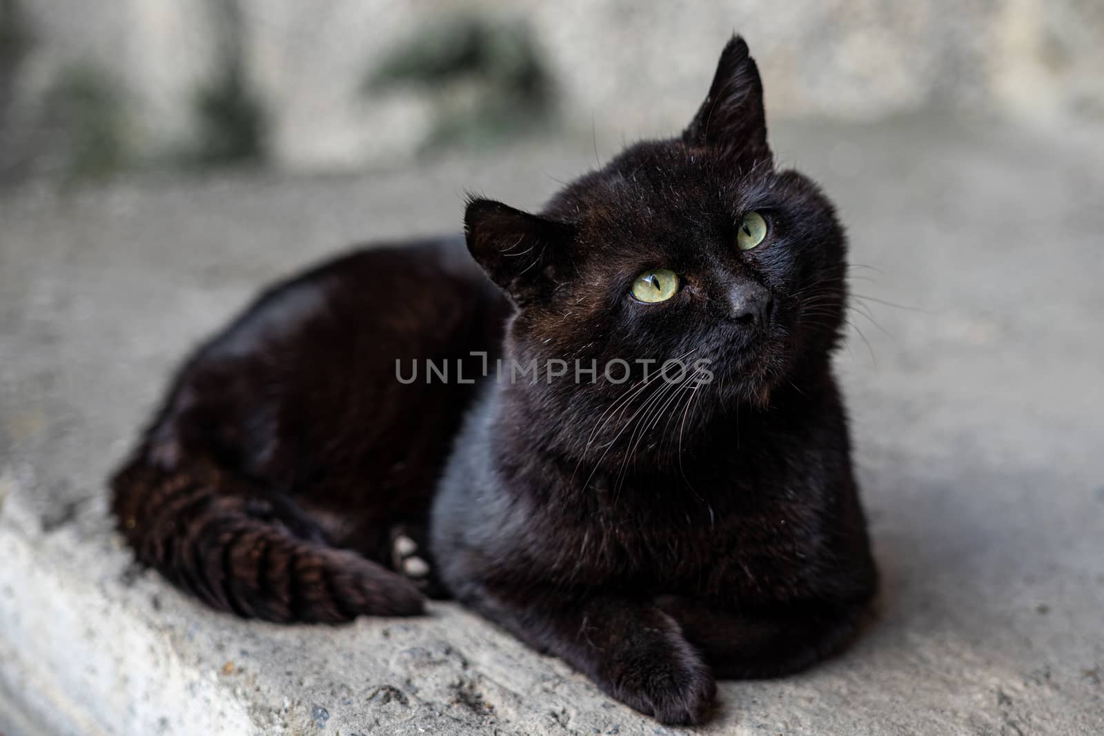 big black cat with green eyes lies on the asphalt