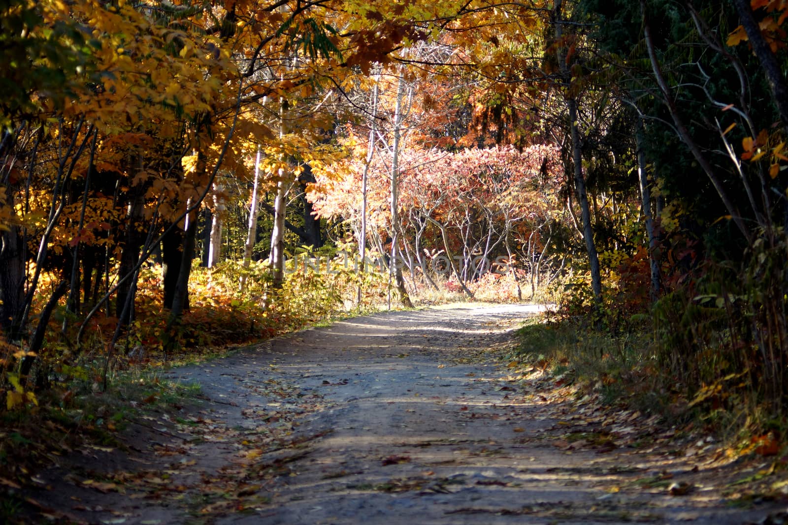 Alley in the park. Autumn in the park