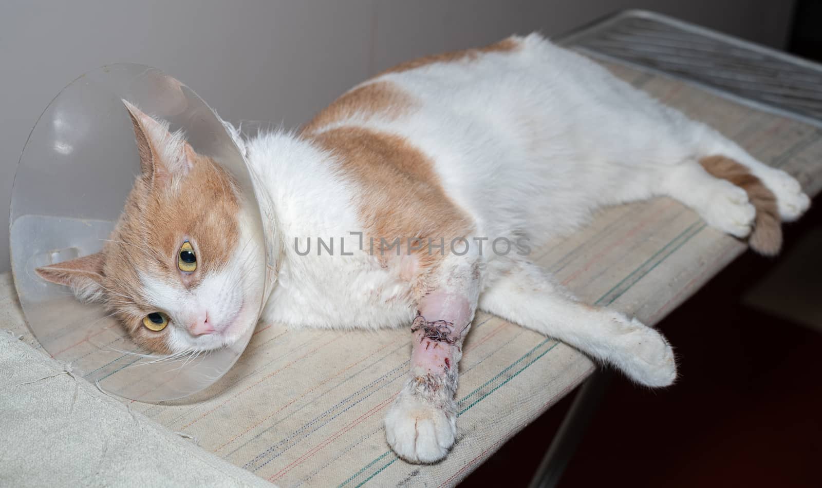 Young cat after surgery. Cat on a bandage. In the veterinary clinic