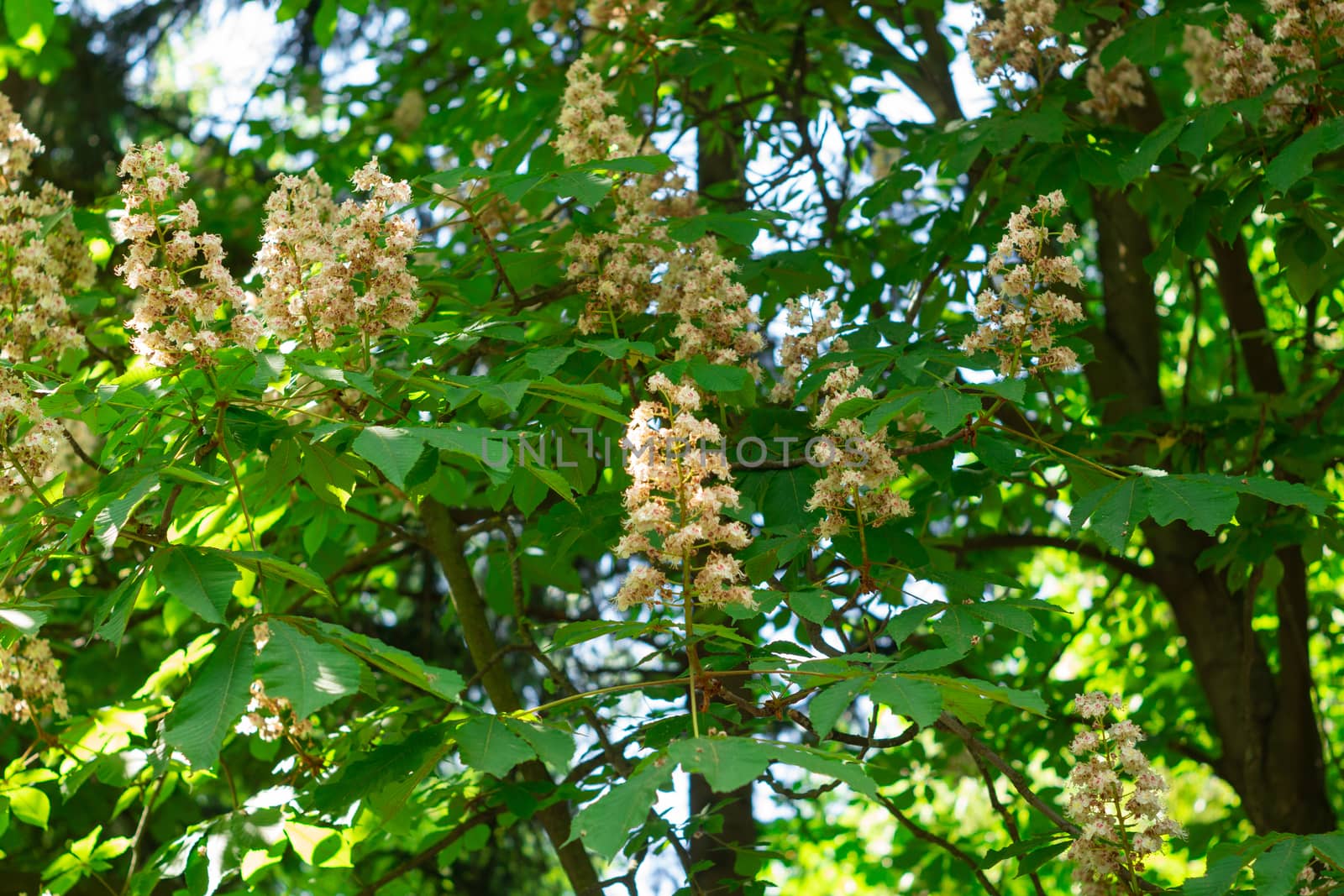 yellow chestnut flower on a background of green leaves. chestnut blossoms by Serhii_Voroshchuk