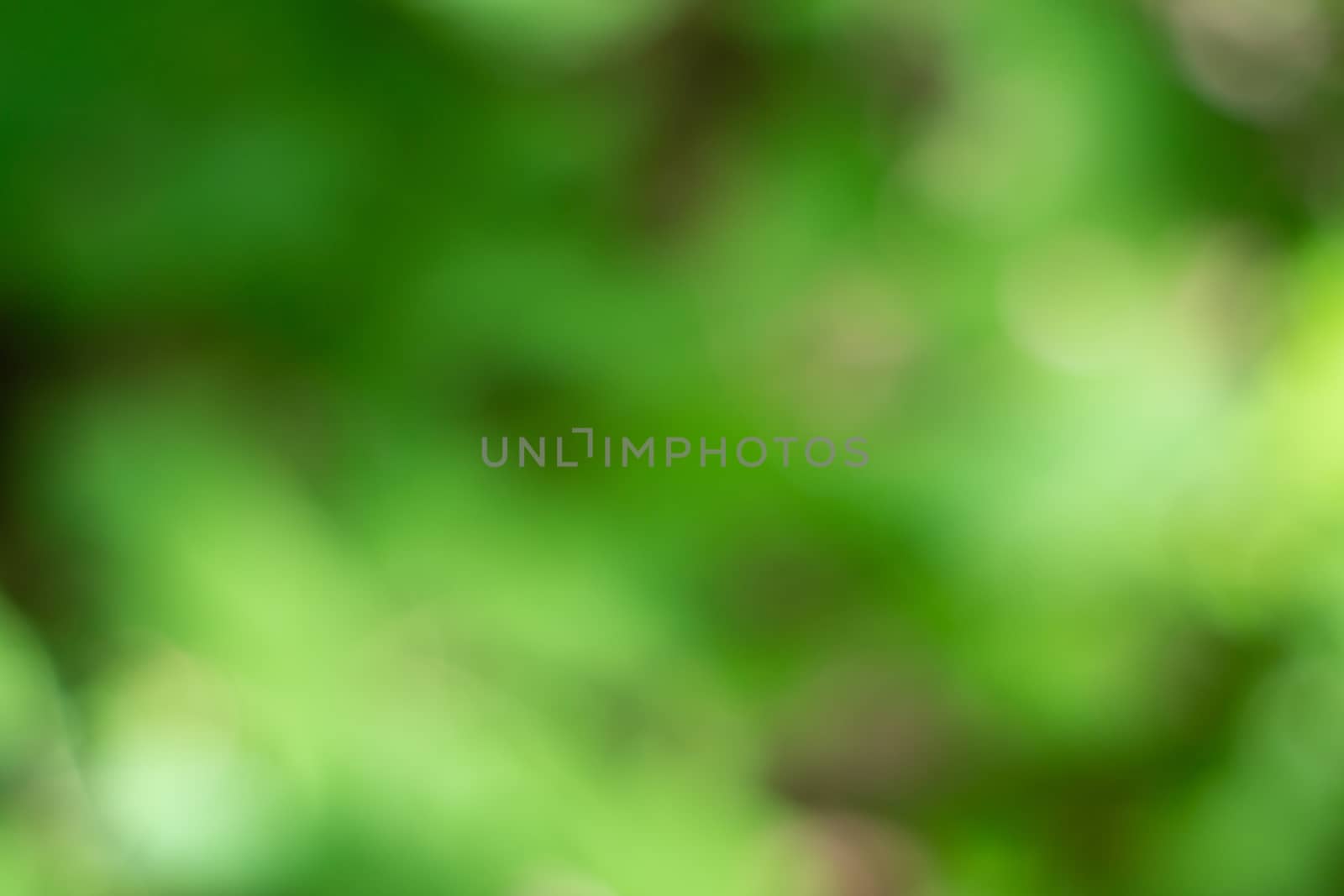 blurred background of green leaves. bokeh. perfect background for your creativity. background with blur by Serhii_Voroshchuk