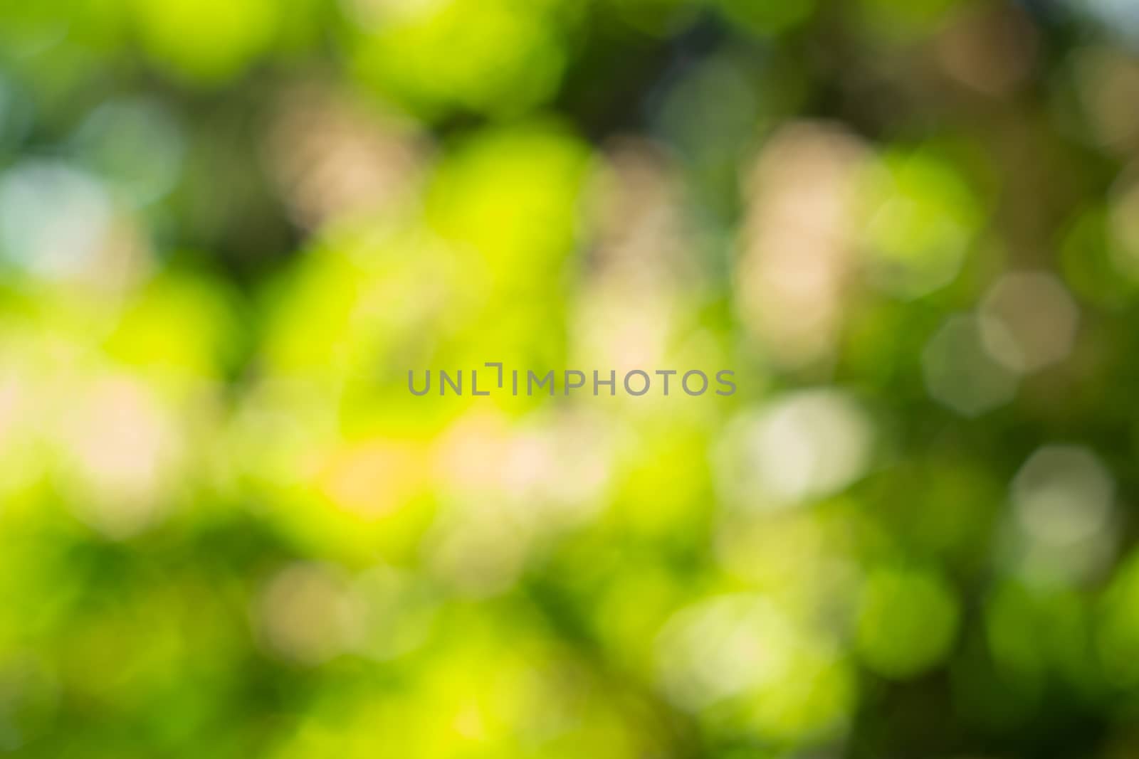 blurred background of green leaves. bokeh. perfect background for your creativity. background with blur by Serhii_Voroshchuk